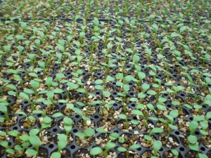 Annual Seed Plugs