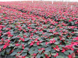 Poinsettia Crop