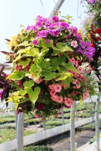 Tried & True Moss Hanging Basket