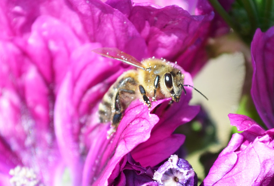 Protecting Our Pollinators